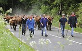 Transhumance of Salers cows in spring Vosges France 