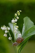 Snail on a blade of lily of the valley flowers in France