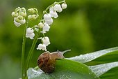 Snail on a blade of lily of the valley flowers in France
