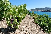 Vines from Port Vendres and Banyuls sur Mer Pyrenees France