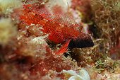 Red-billed Tripterygion Calanques of Cassis France 