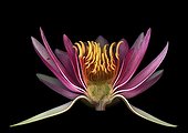 Section of a water lily flower horticulture Vaucluse