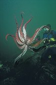 North Pacific Giant Octopus parachutes down on prey