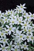 Star-of-Bethlehem flowering in the Spanish Pyrenees  ; Used as a medicinal plant and in the "Bach Flower".