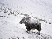 Grunting Ox during a snow storm