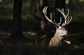 Red deers lying back to back Haute-Touche Centre France