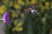 Bee Beetle in flight Auvergne France