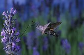 Olive Bee Hawk-moth in flight Auvergne France