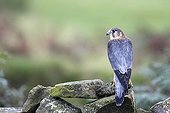 Faucon émerillon mâle posé sur un mur de pierres sèche GB
