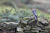 Faucon émerillon mâle posé sur un mur de pierres sèche GB