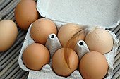 Chickens or eggs from poultry raised outdoors 