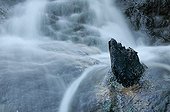 Strain on an alder calcified waterfall France