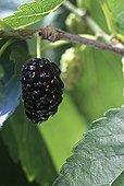 Ripe fruit of the Mulberry tree Mazan Vaucluse France