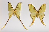 Comet Butterfly male and female on white background ; Size: 25 cm wingspan