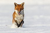 Red fox running in a meadow covered with snow in winter GB