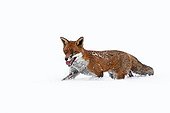 Red fox walking in a meadow covered with snow in winter GB