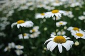 Disc mayweed in summer Normandy France