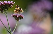 Painted lady on a Purpletop vervain, Normandy France
