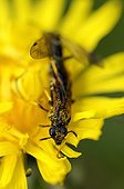 Plasterer Bee on a yellow flower Bois de Vincennes Paris