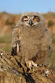 Young Eurasian Eagle-owl out of the nest France ; Age : approximately 6 weeks