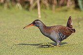 Water rail looking for food Audierne bay France