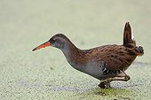 Water rail looking for food Audierne bay France
