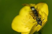 Plasterer Bee on a yellow flower Bois de Vincennes Paris