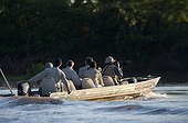 Watching Jaguars boat Encontros das Aguas Pantanal Brazil  ; Search for Jaguars by Boat