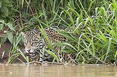 Jaguar on riverbank Encontros das Aguas Pantanal Brazil 