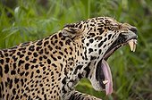 Jaguar yawning Encontros das Aguas Pantanal Brazil 