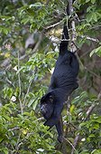 Black Howler suspended in the foliage Pantanal Brazil 