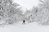 Cross country skiing in Trois-Fours forest Vosges France
