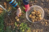 Harvest of potatoes in a kitchen garden