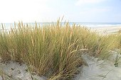 European beachgrass on a dune  Finistère  France