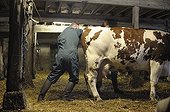 Veterinarian practicing a rectal search on a Cow France ; The search allows a rectal examination by touching a large number of abdominal organs (uterus, rumen, intestine, right kidney) <br>