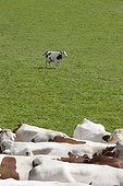 Herd of Cows montbéliardes Park Jura France ; A single cow herd