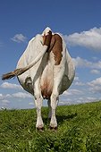 Montbeliard cow in the meadow Jura France