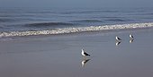 Lesser Black-backed Gull on the beach Donana NP Spain