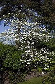 Pacific dogwood in bloom in a garden