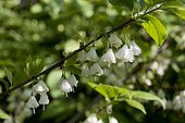 Carolina silverbell in bloom in a garden