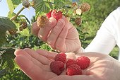 Harvest of raspberries in a garden