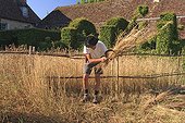 Harvest of spelt in a garden