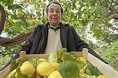 Harvest of lemons 'de Menton' in a garden