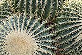 Barrel cactus in a garden