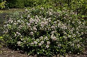 Skimmia 'Rubinetta' in bloom in a garden