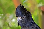 Portrait of a Red-tailed Black-cockatoo Australia
