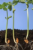 Winged green beans 'Contender' germination