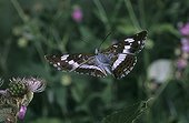 White Admiral Butterfly flight and flower France 