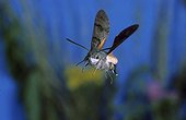 Olive Bee Hawk-Moth flight Auvergne France