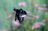 Dung Beetle flight Auvergne France